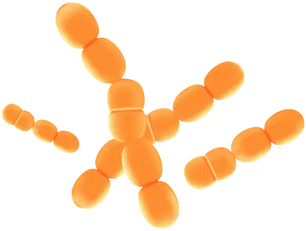 Lactobacillus Paracasei.png
