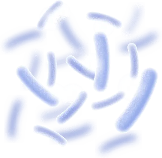 Lactobacillus Reuteri.png