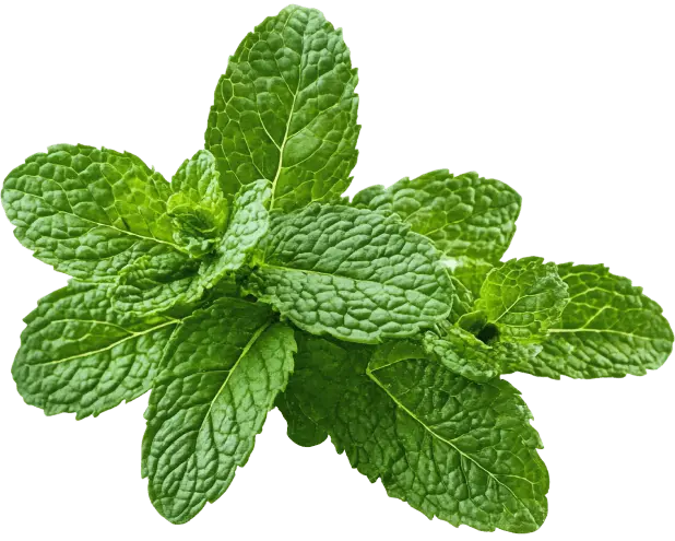 Peppermint Extract.png
